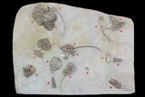 Spectacular, Crinoid Plate ( species) - Crawfordsville #92529-1